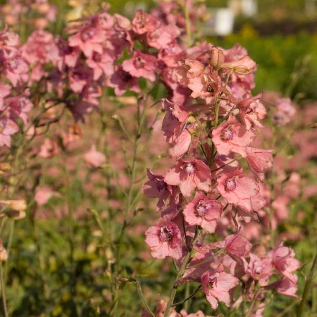 Delphinium Ruysii Pink Sensation, Pied d'Alouette