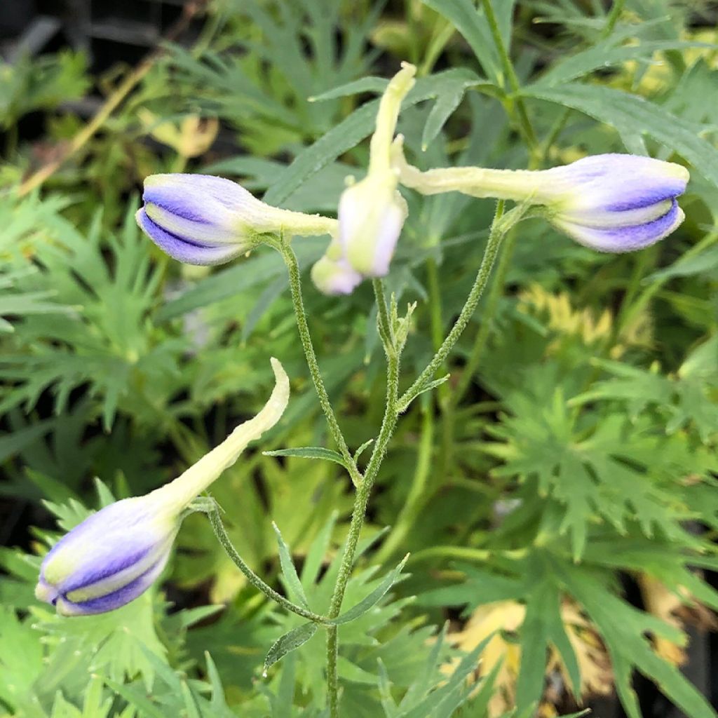 Delphinium belladonna Völkerfrieden - Pied d'Alouette vivace