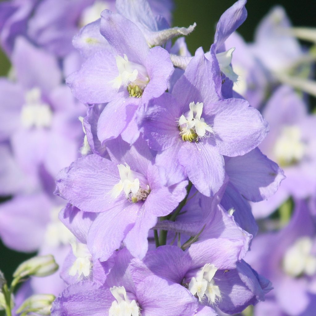 Delphinium belladonna Capri, Pied d Alouette