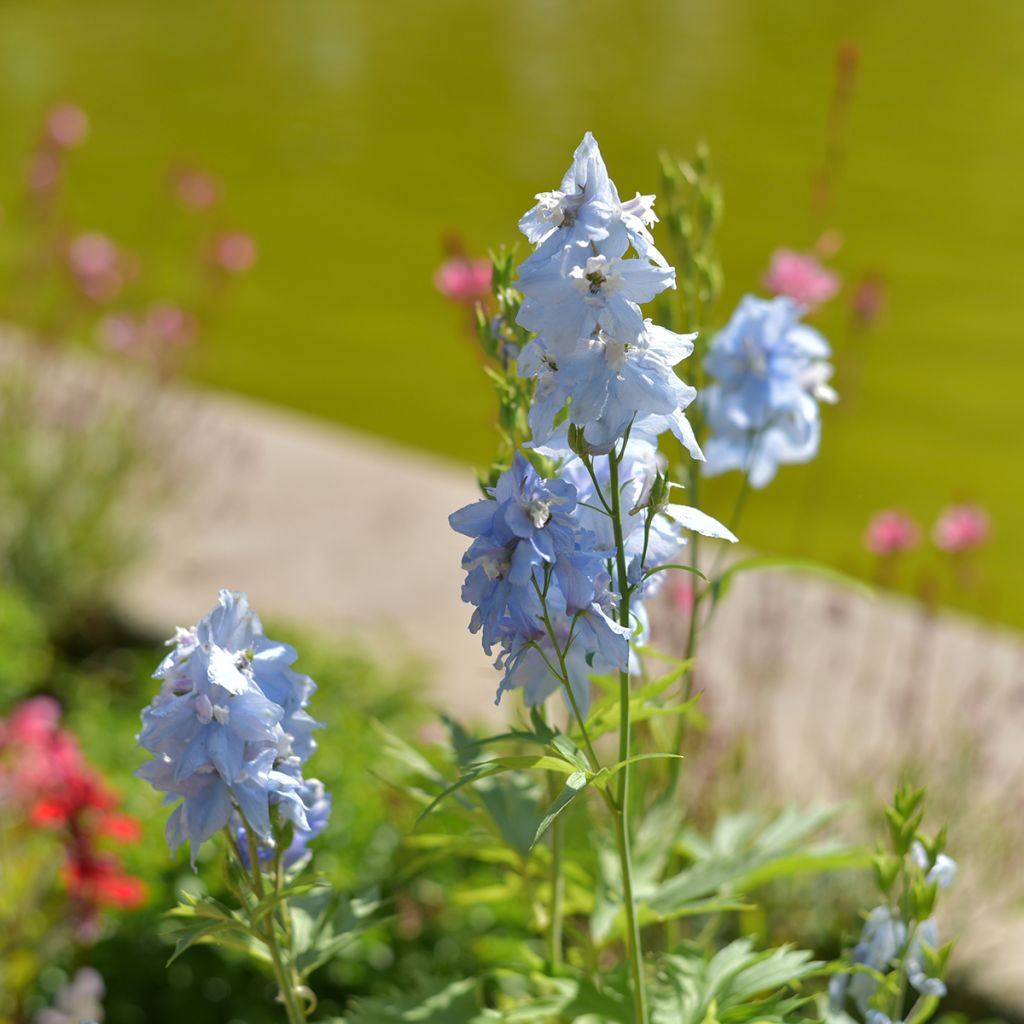 Delphinium belladona Cliveden Beauty - Larkspur