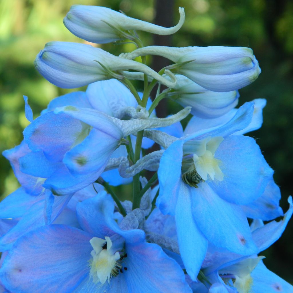 Delphinium belladonna Piccolo, Pied d Alouette