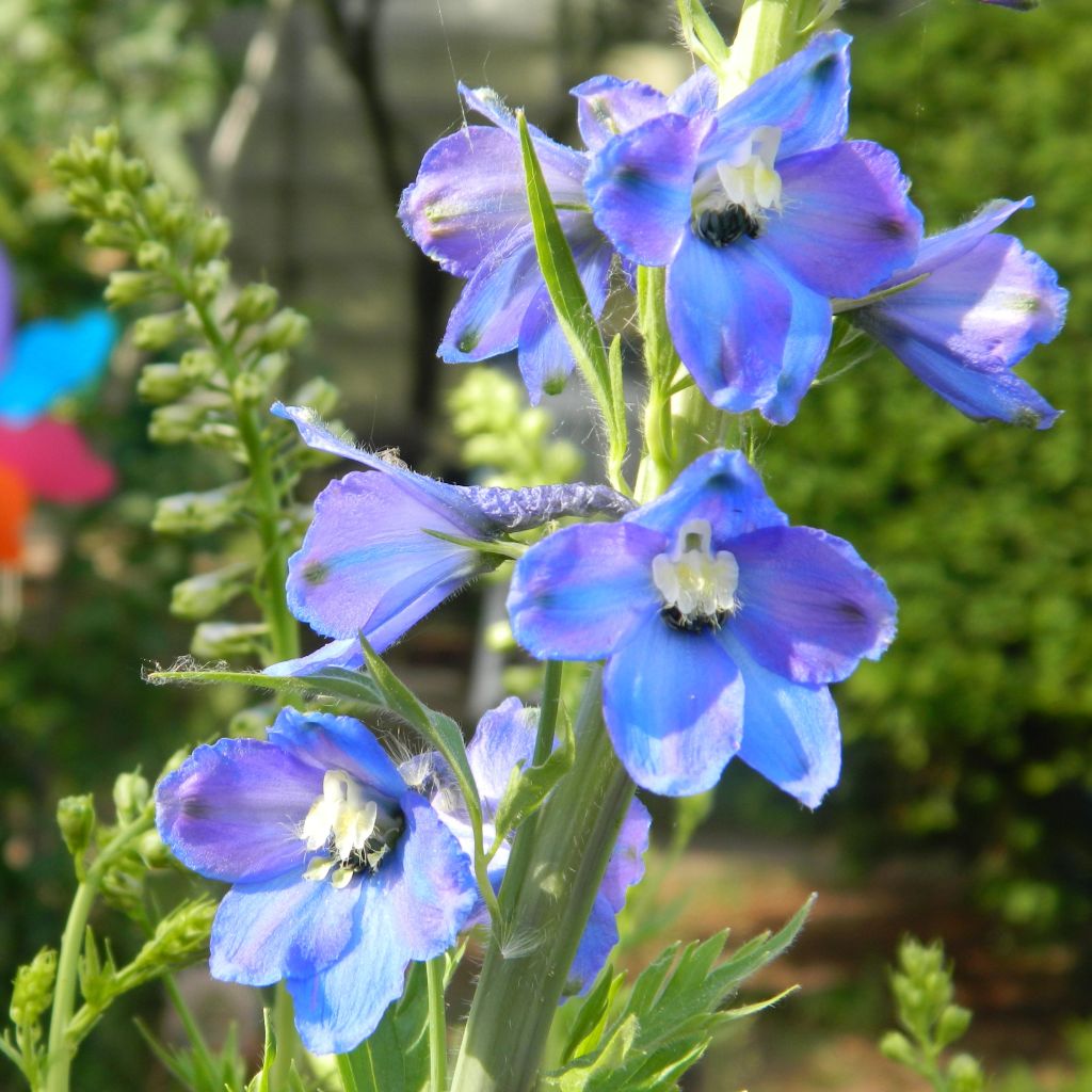 Delphinium belladonna Piccolo, Pied d Alouette