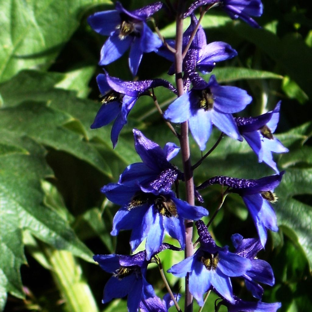 Delphinium belladonna Völkerfrieden, Pied d Alouette