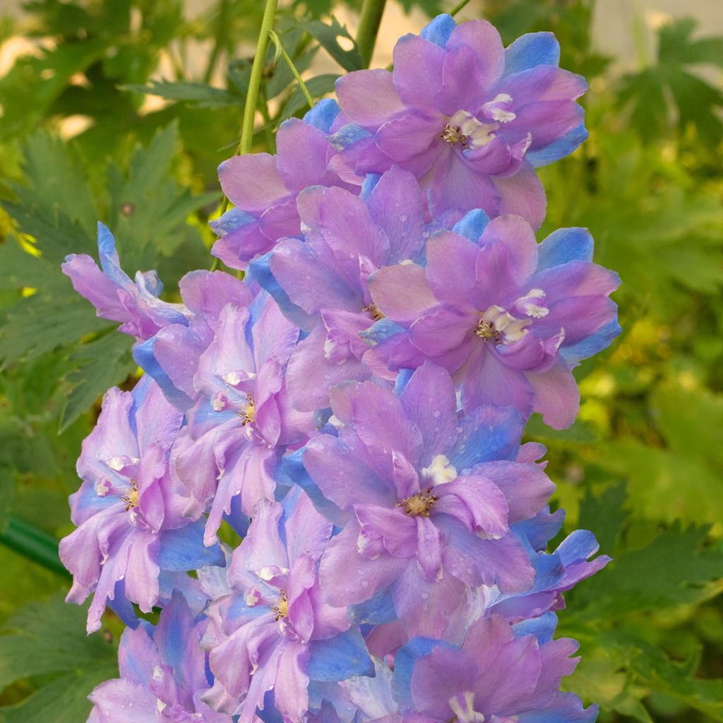 Delphinium elatum Morning Lights - Larkspur