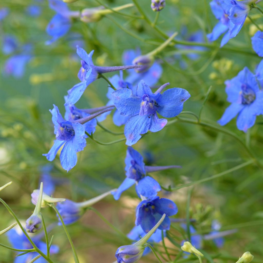 Delphinium grandiflorum Blauer Zwerg - Larkspur