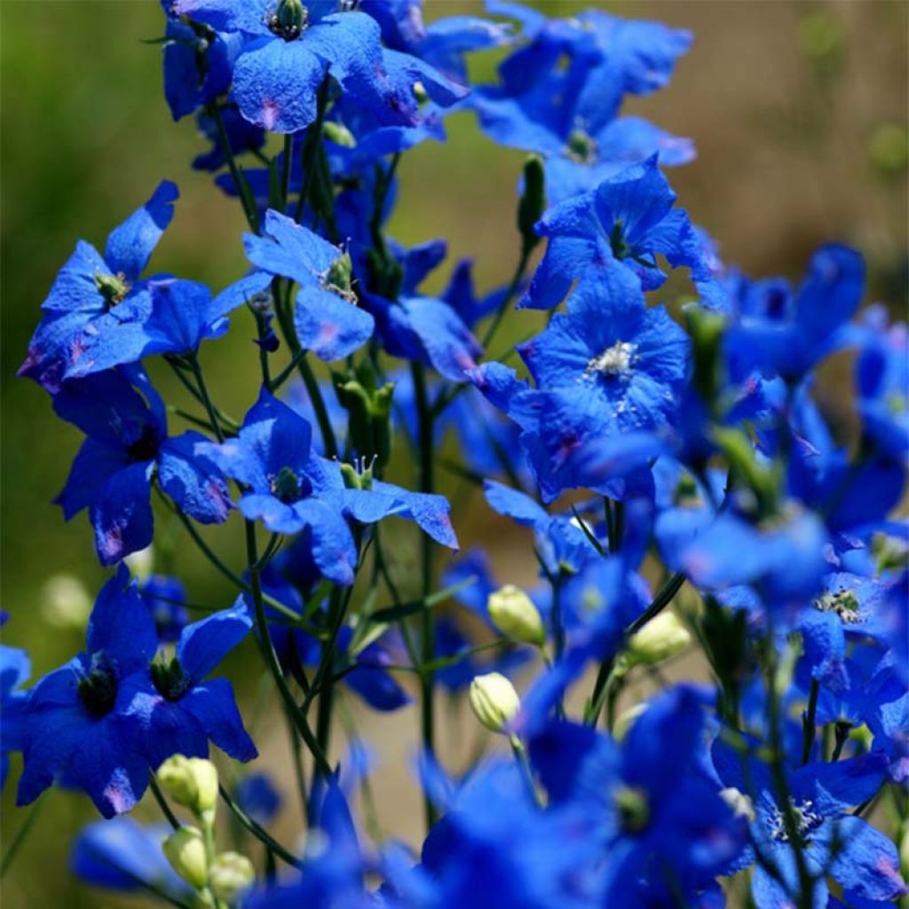 Delphinium grandiflorum sinensis -Eperon ND - Pied d'Alouette vivace