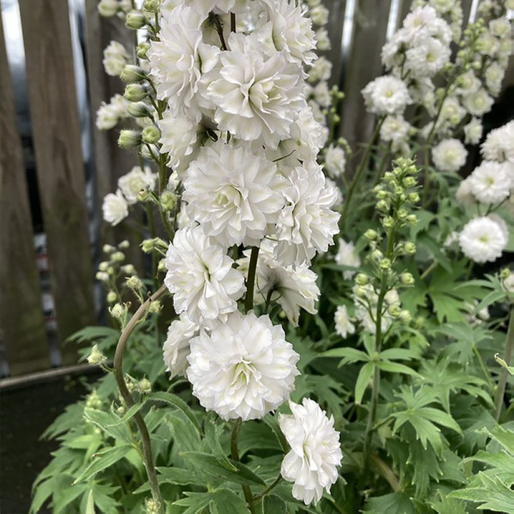 Delphinium Highlander Samba - Pied d'Alouette vivace