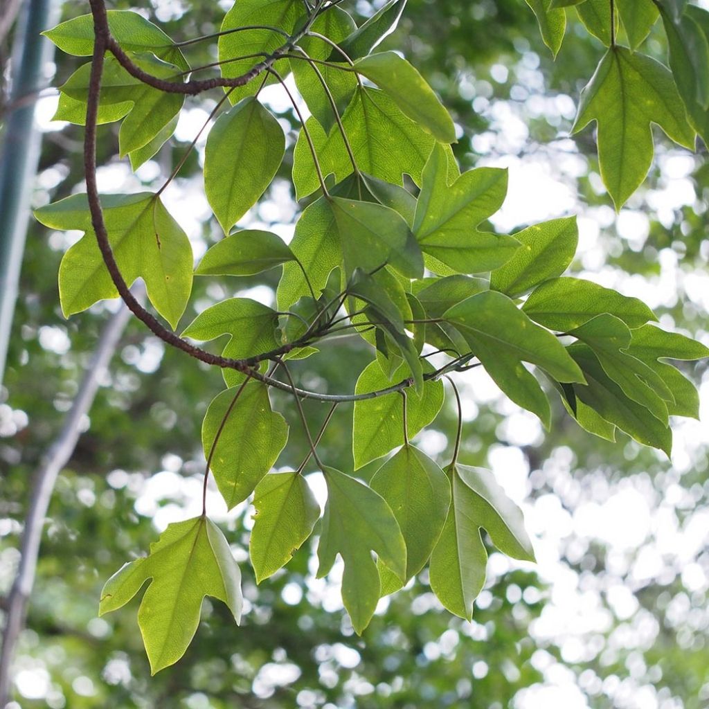 Dendropanax japonicus