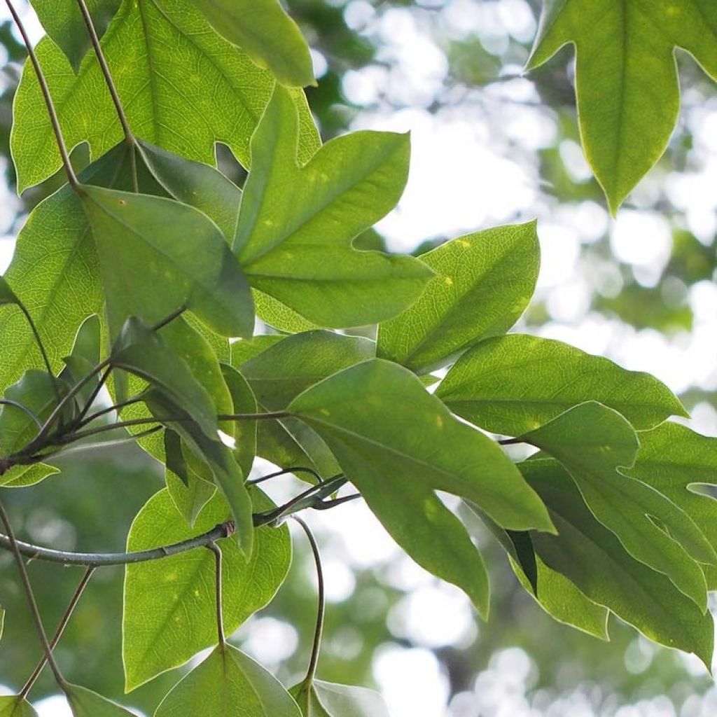 Dendropanax japonicus