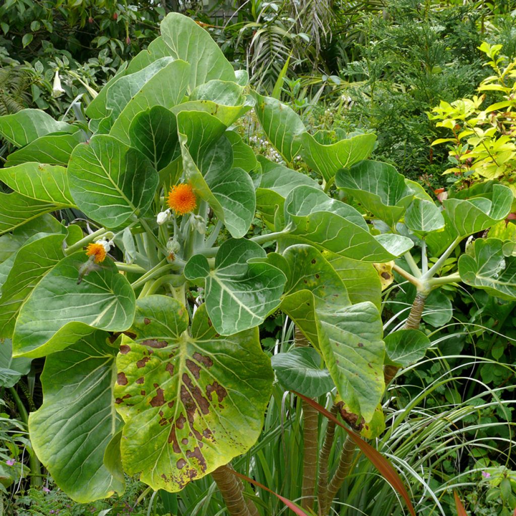 Dendroseris littoralis (= litoralis) - Arbre chou 