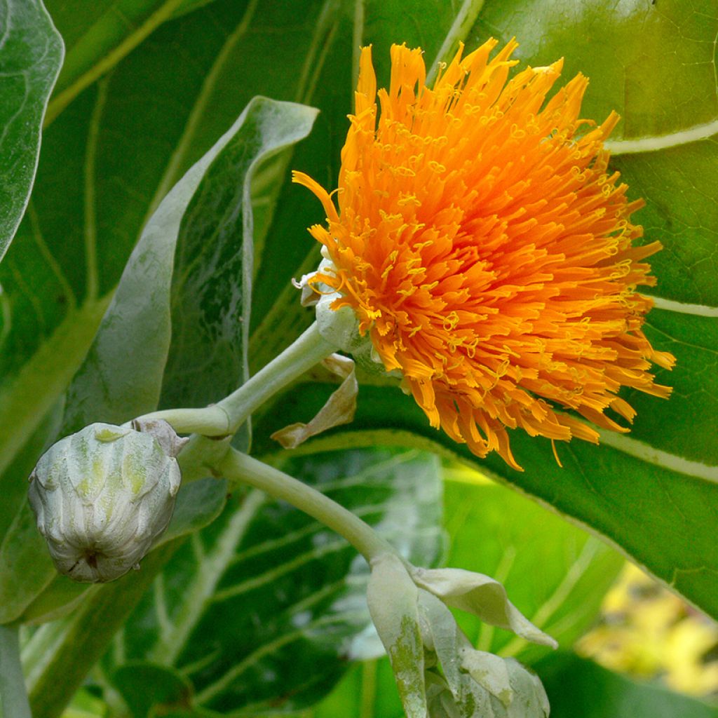 Dendroseris littoralis (= litoralis) - Arbre chou 