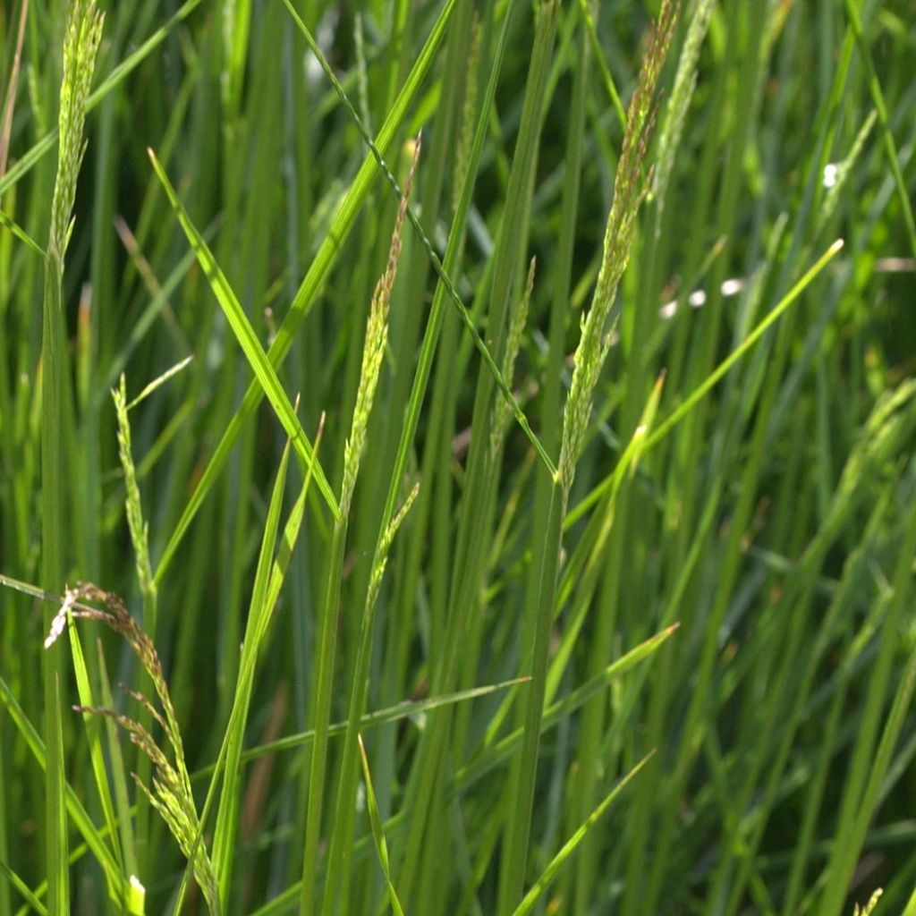 Canche cespiteuse Northern Lights - Deschampsia cespitosa 