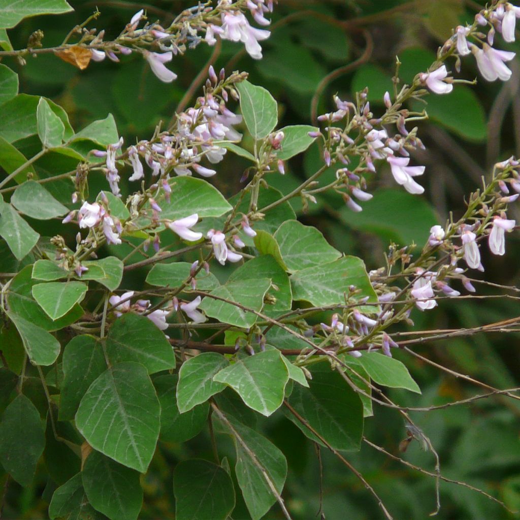 Desmodium elegans