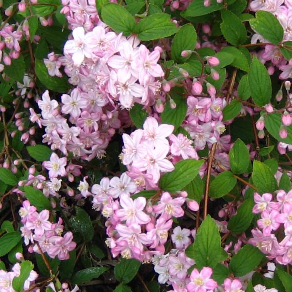 Deutzia Rosealind