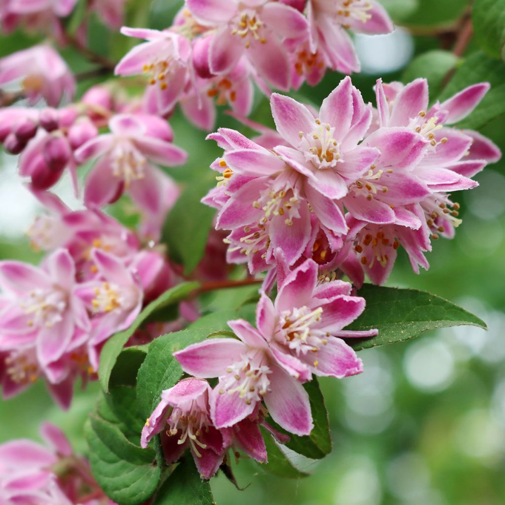 Deutzia Tourbillon Rouge