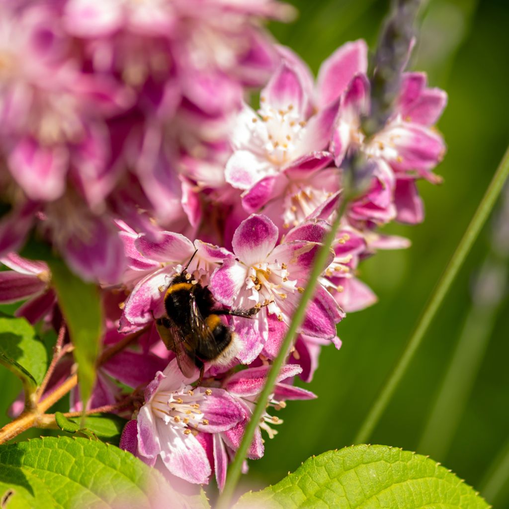 Deutzia Tourbillon Rouge