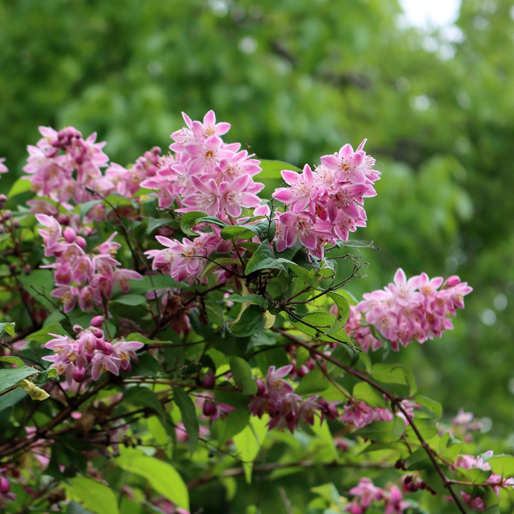 Deutzia Tourbillon Rouge