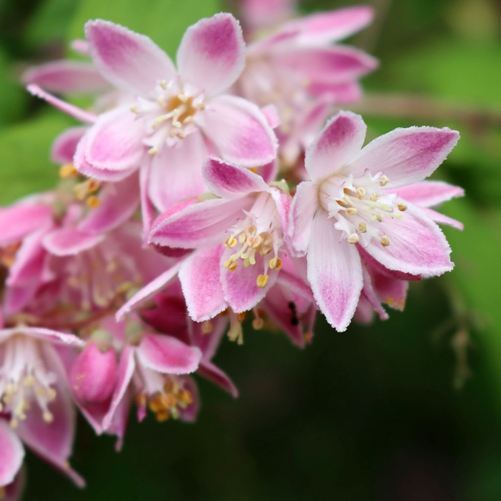 Deutzia Tourbillon Rouge