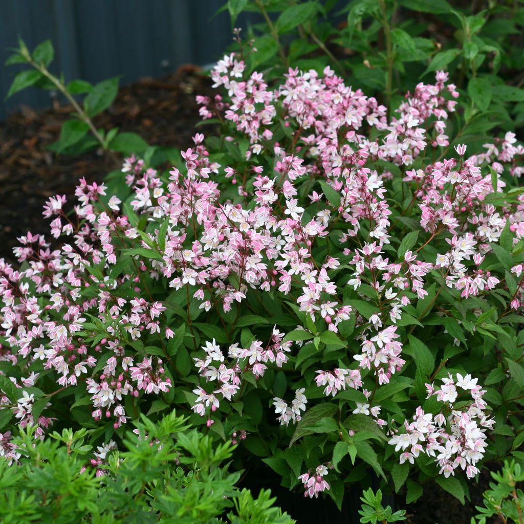 Deutzia  Yuki Cherry Blossom™ ('NCDX2')