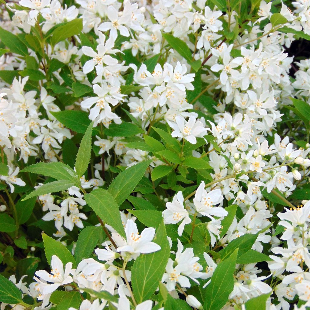 Deutzia Yuki Snowflake - Deutzie