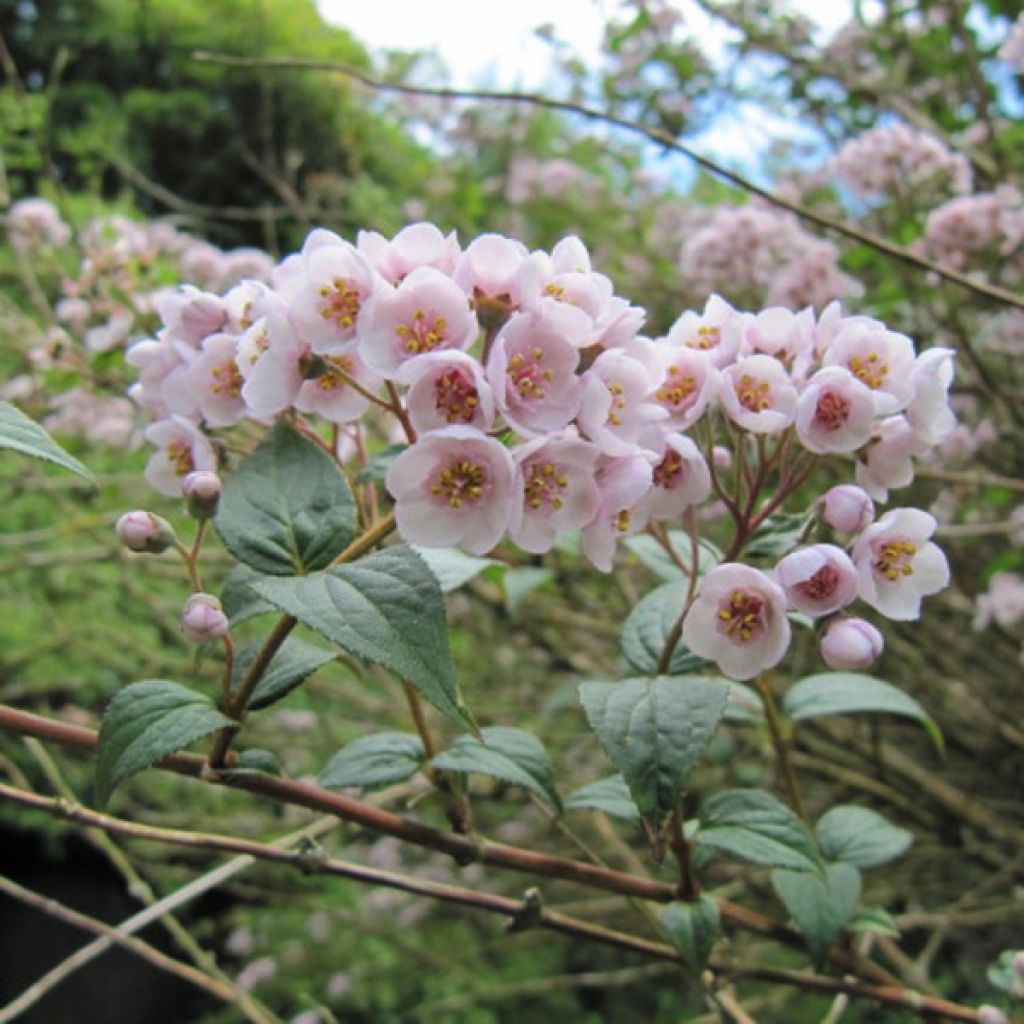 Deutzia compacta Lavender Time