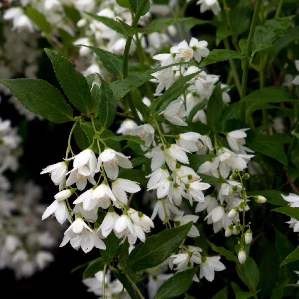 Deutzia gracilis - Deutzie