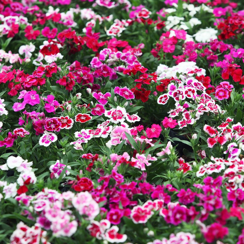 Graines d'Oeillet de poète Indian Carpet Mixed - Dianthus barbatus