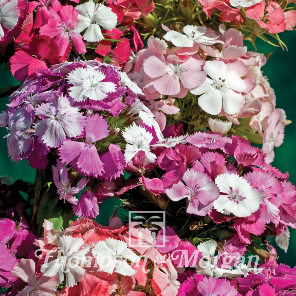 Dianthus  Kaleidoscope Mixed 