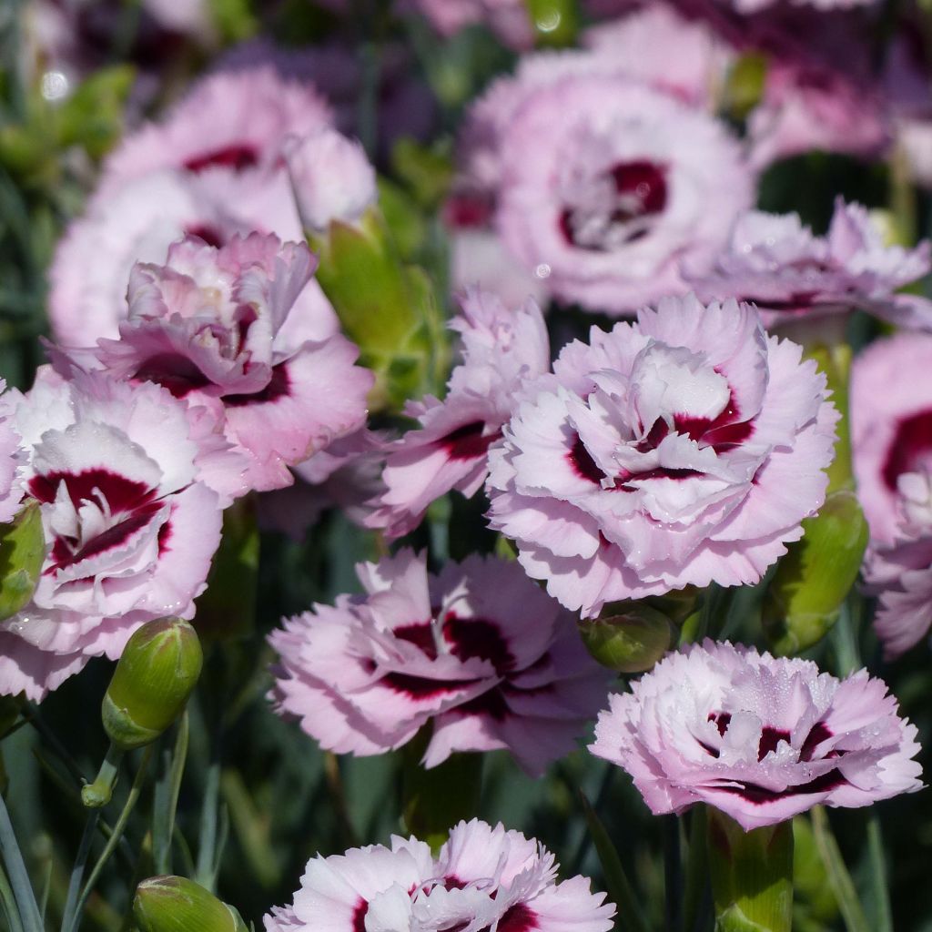 Dianthus (Plum. Gr.) Scent First® Raspberry Sundae - Oeillet mignardise