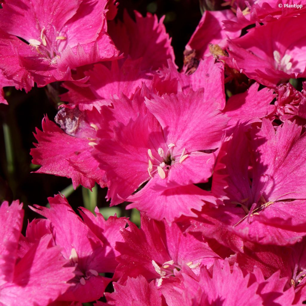 Dianthus Vivid Bright Light - Oeillet tapissant