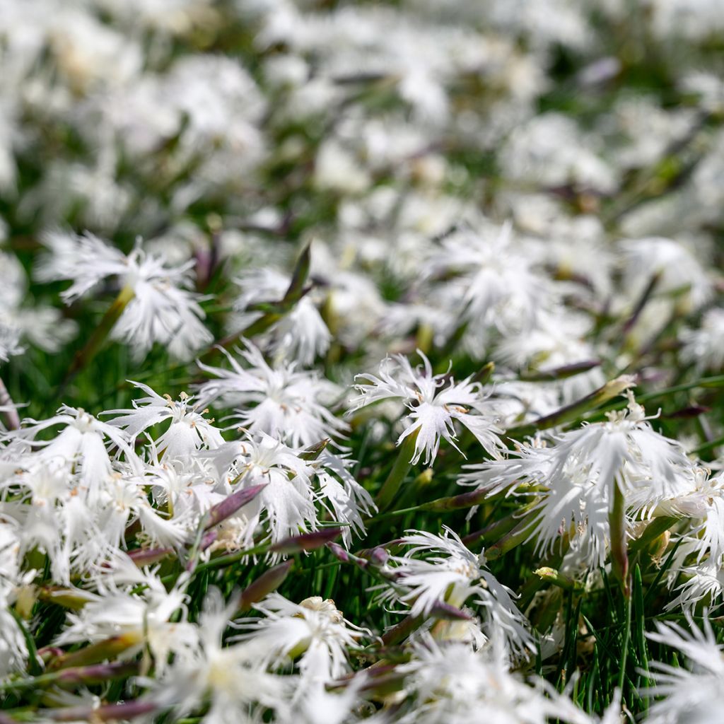 Dianthus arenarius