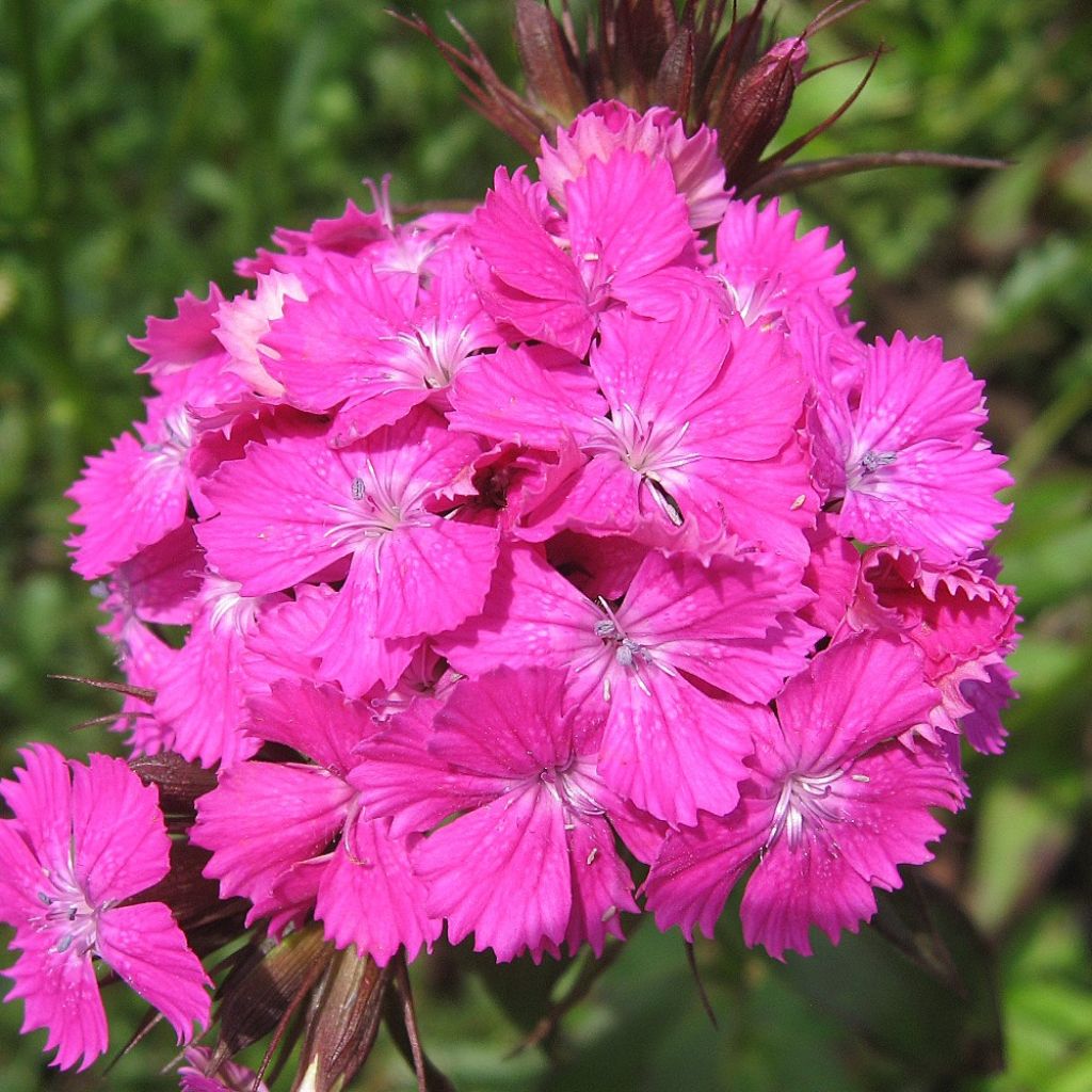 Dianthus barbatus Pink Beauty, Oeillet