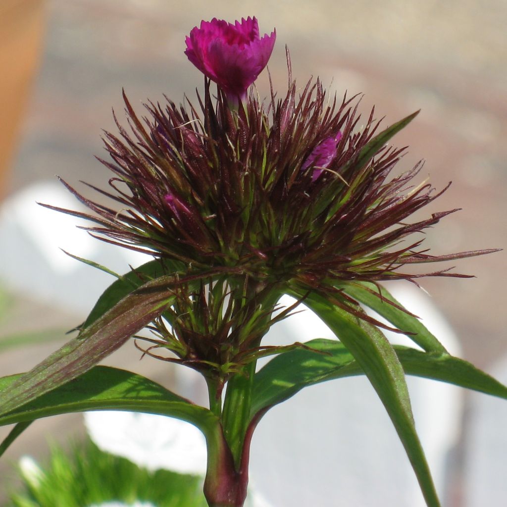 Dianthus barbatus Pink Beauty, Oeillet