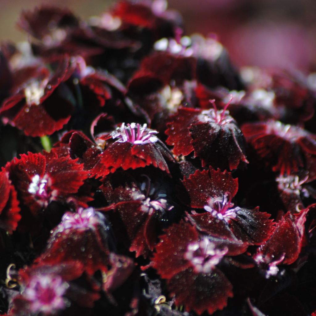 Dianthus barbatus Nigrescens Sooty