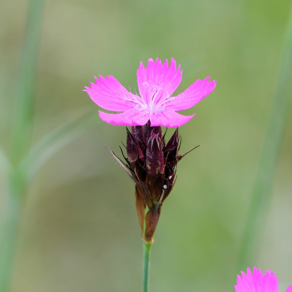 Dianthus carthusianorum