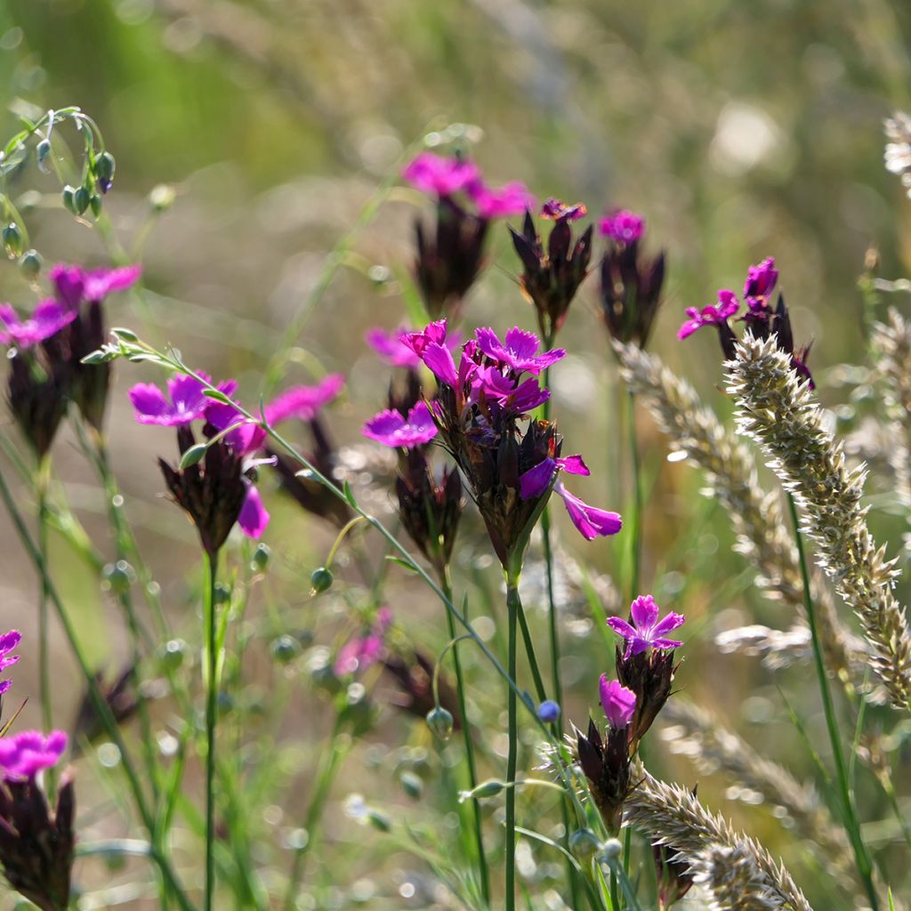 Dianthus carthusianorum