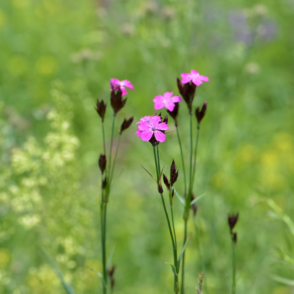 Dianthus carthusianorum