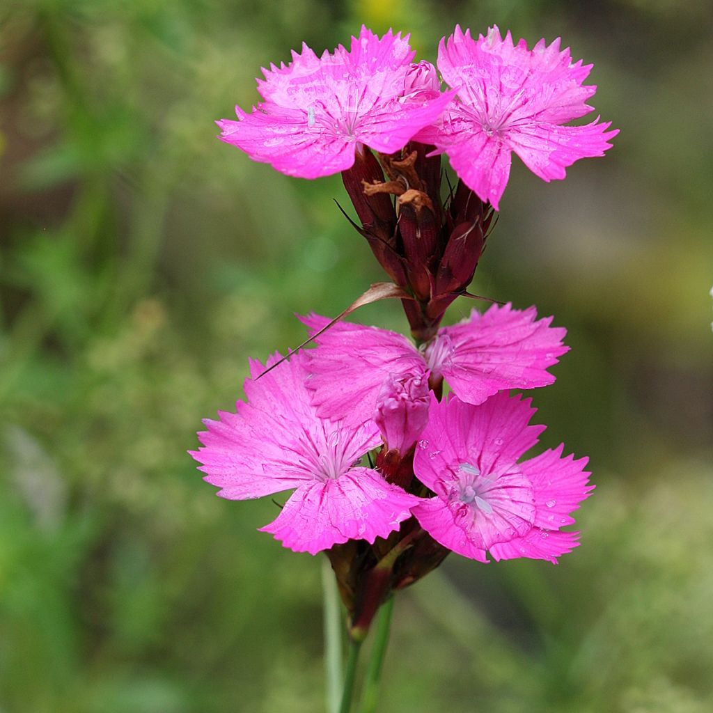 Dianthus carthusianorum