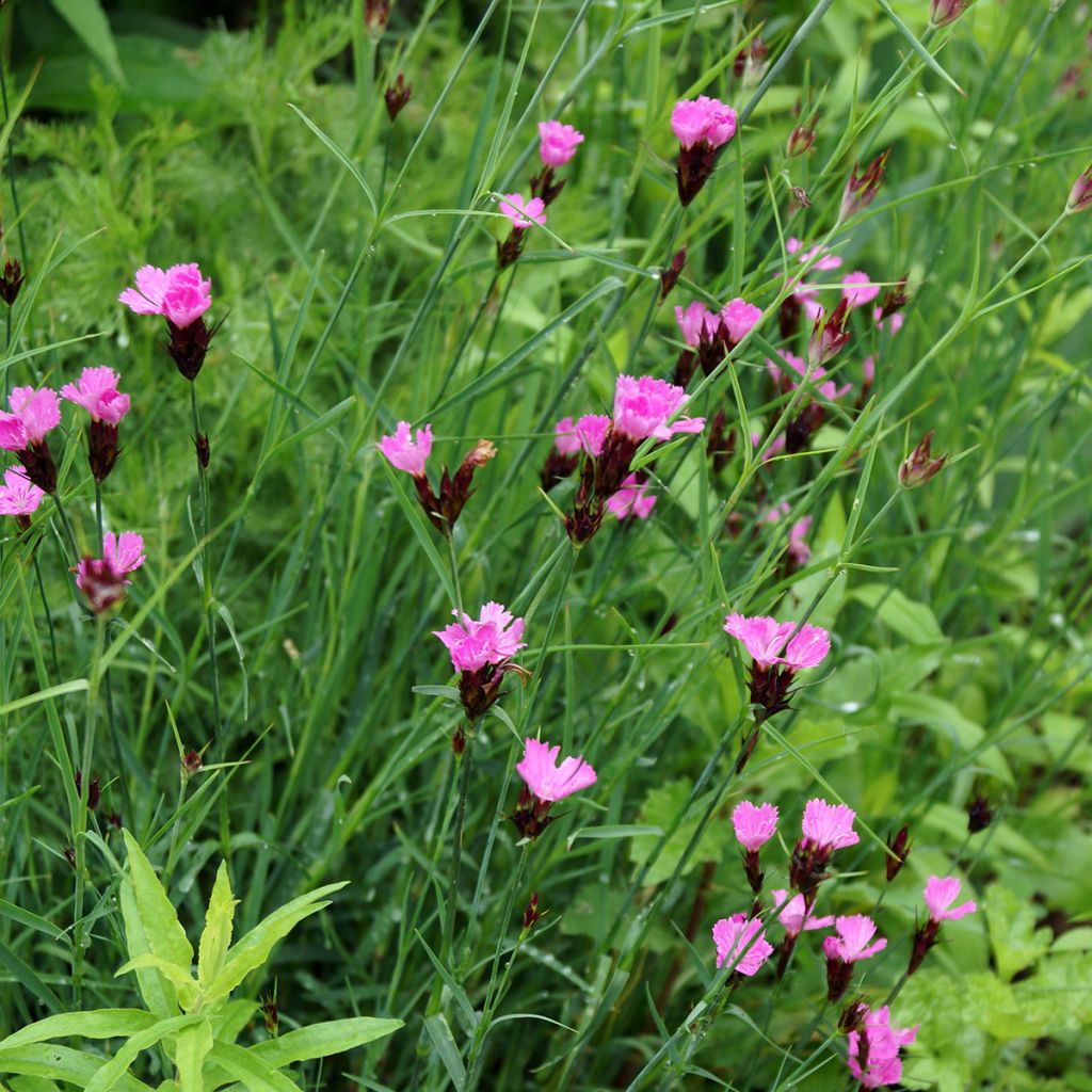 Dianthus carthusianorum