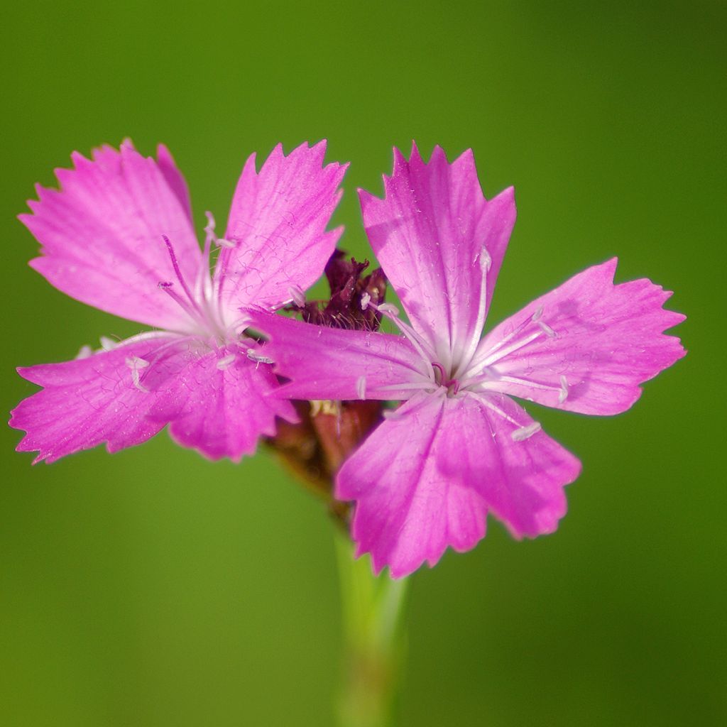 Dianthus carthusianorum