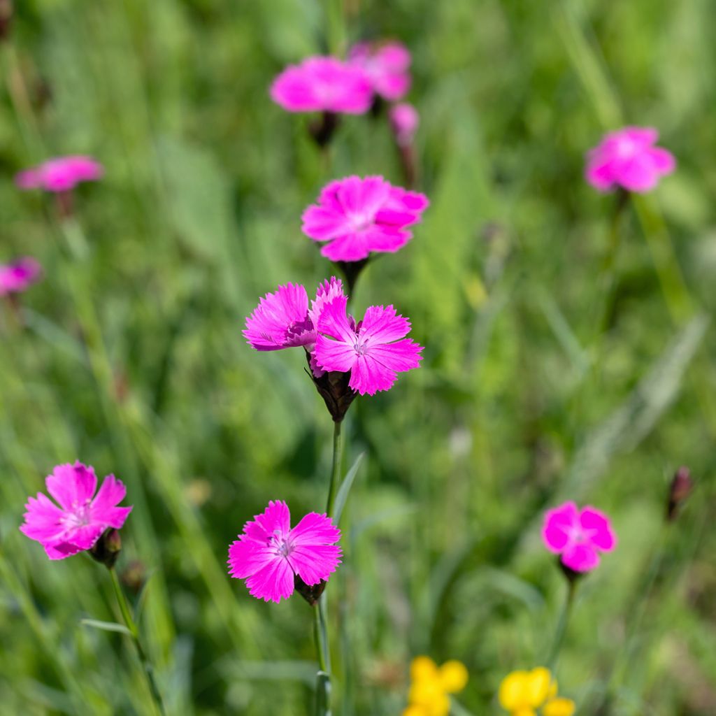 Dianthus carthusianorum