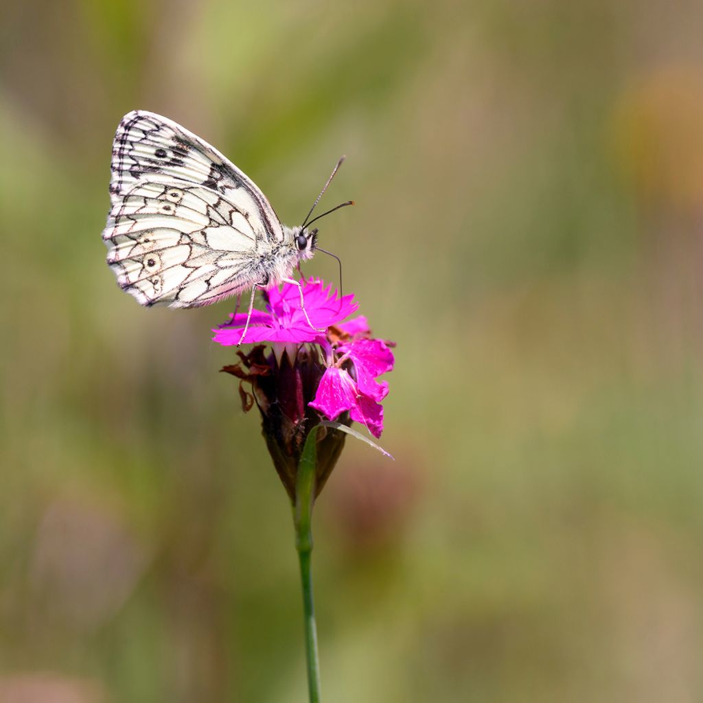 Dianthus carthusianorum