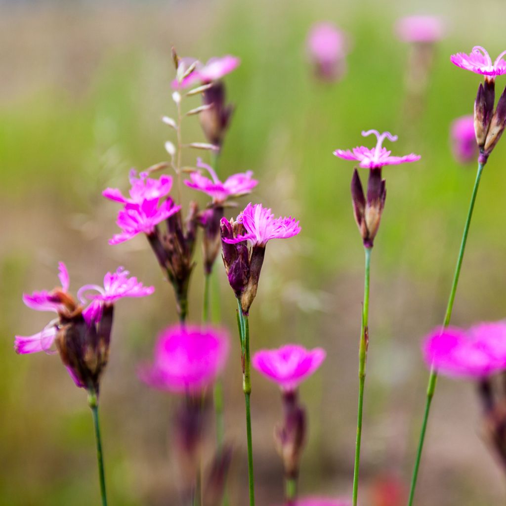 Dianthus carthusianorum