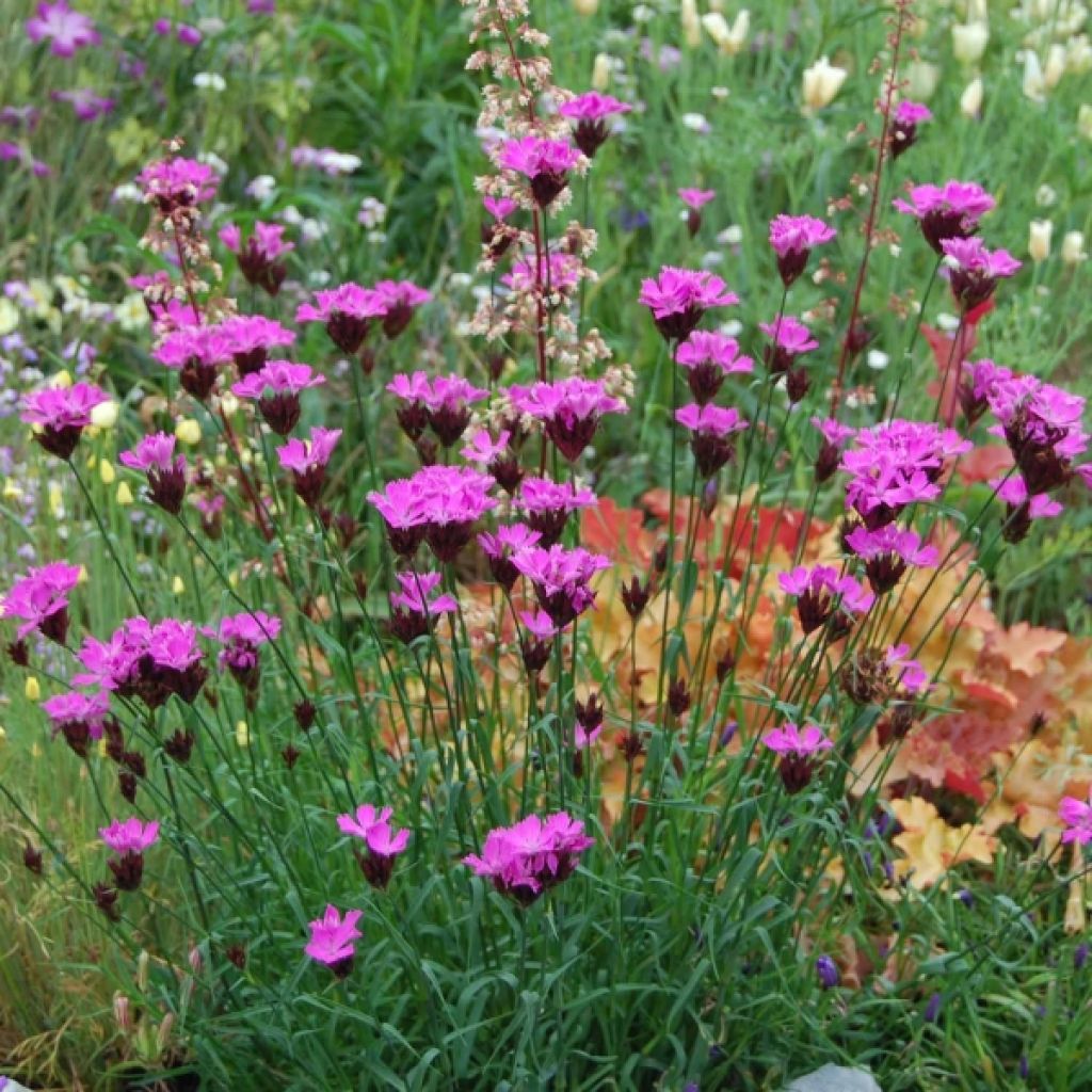 Dianthus carthusianorum - Oeillet des chartreux