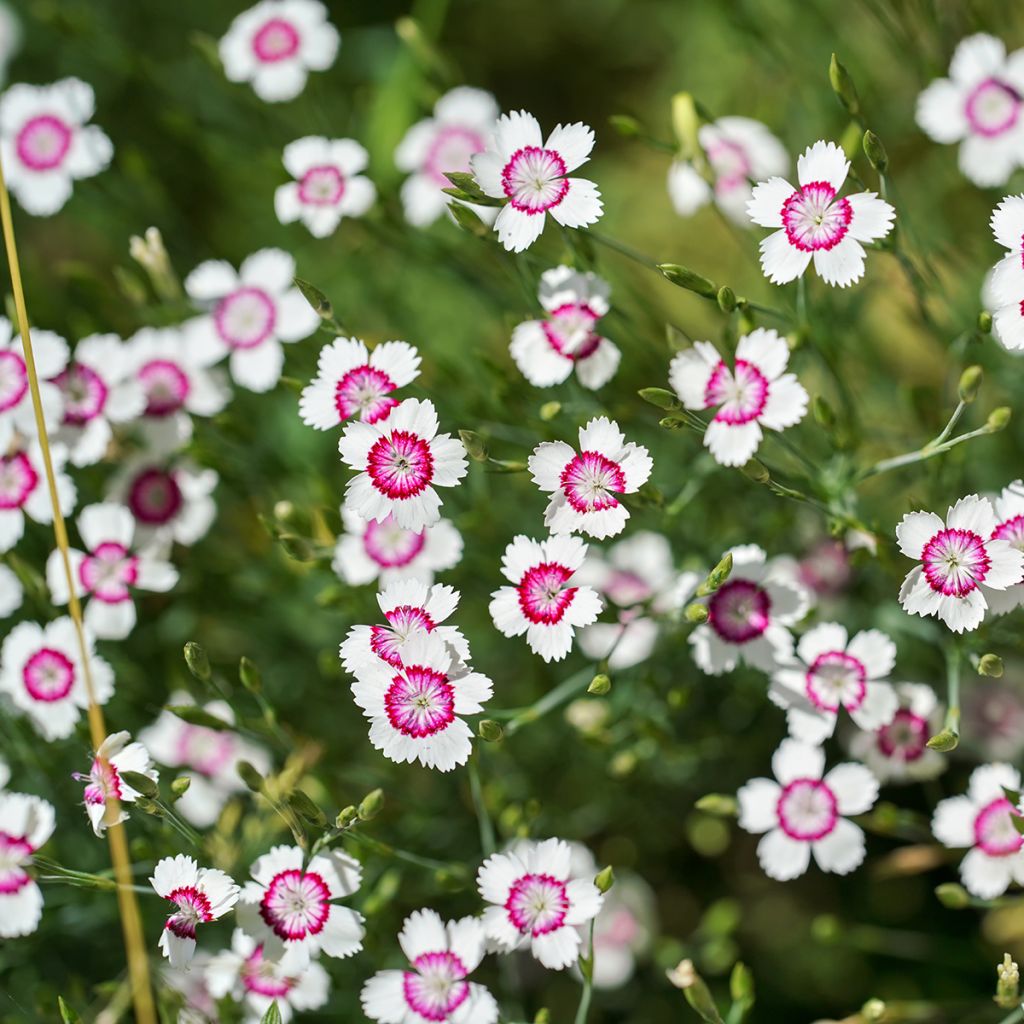 Dianthus deltoides Arctic Fire