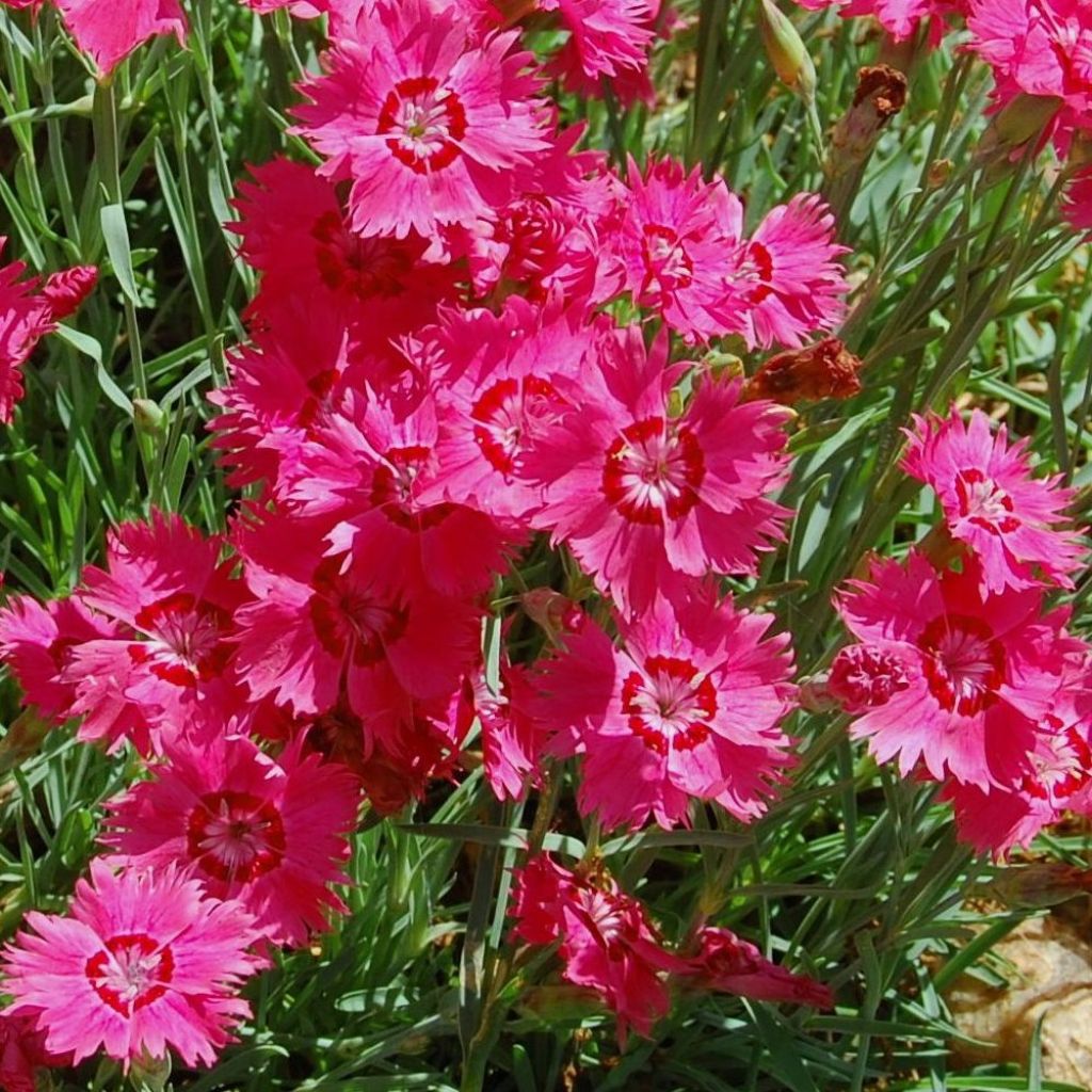 Dianthus deltoides Brillant, Oeillet à delta