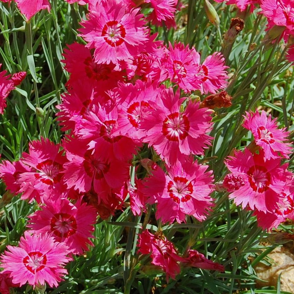 Dianthus Deltoides Brilliant Heathland Pink With Bright Red Flowers 