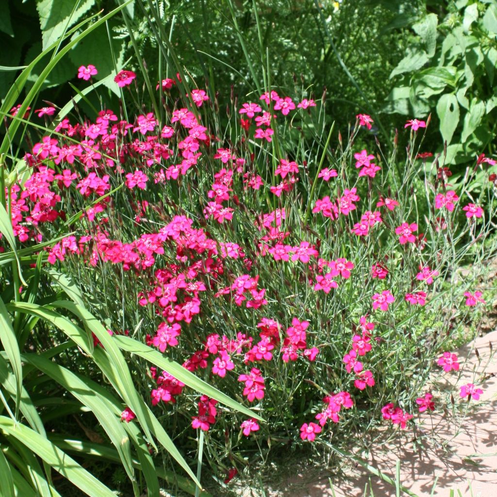 Dianthus deltoides Brilliant