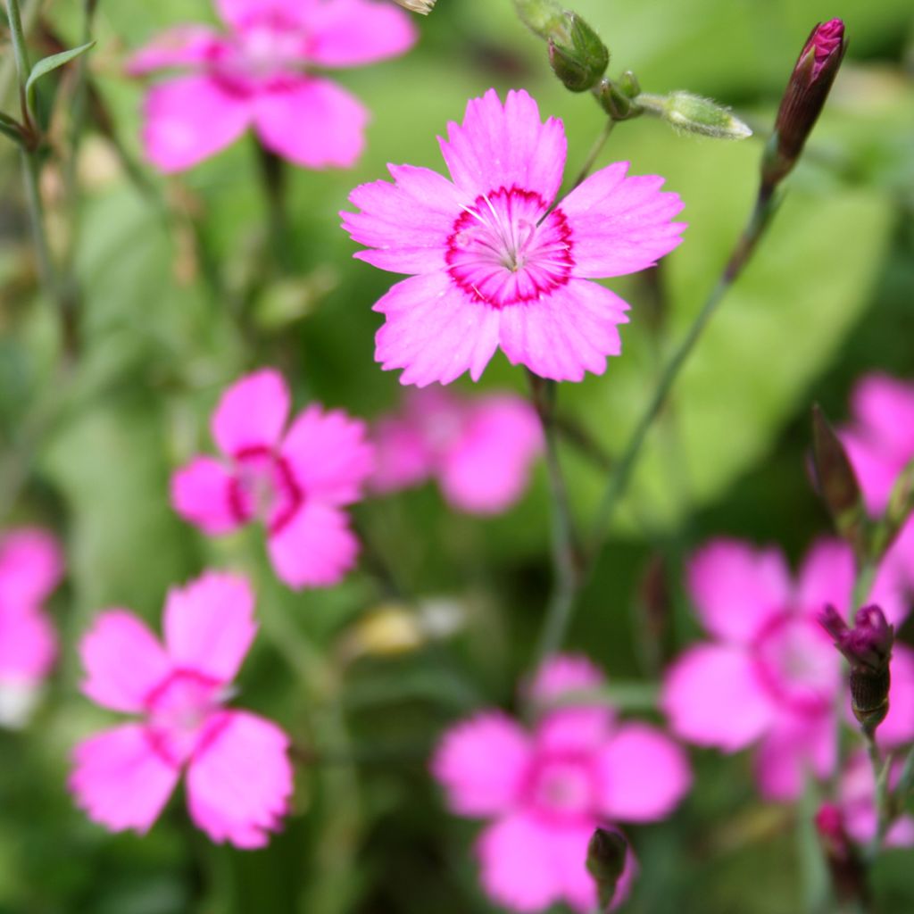 Dianthus deltoides