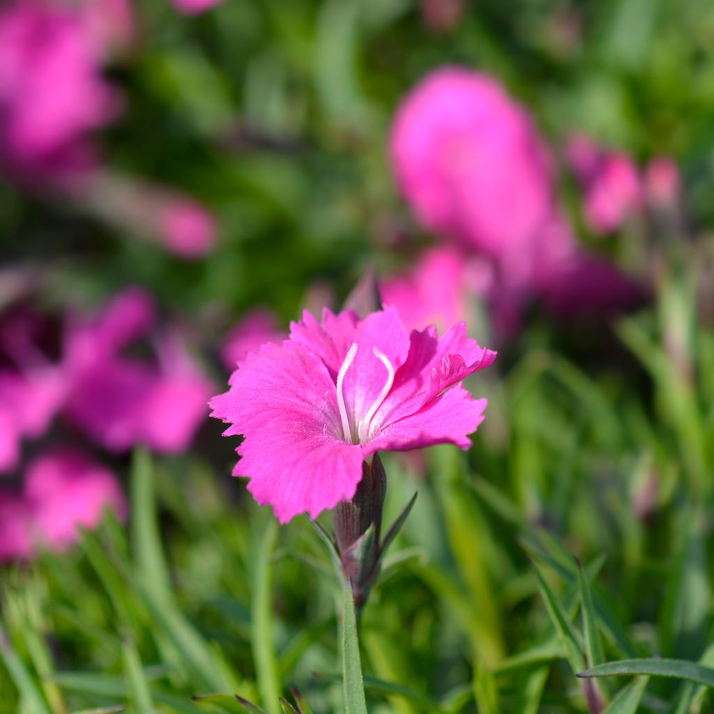 Dianthus gratianopolitanus Kahori Holkahori